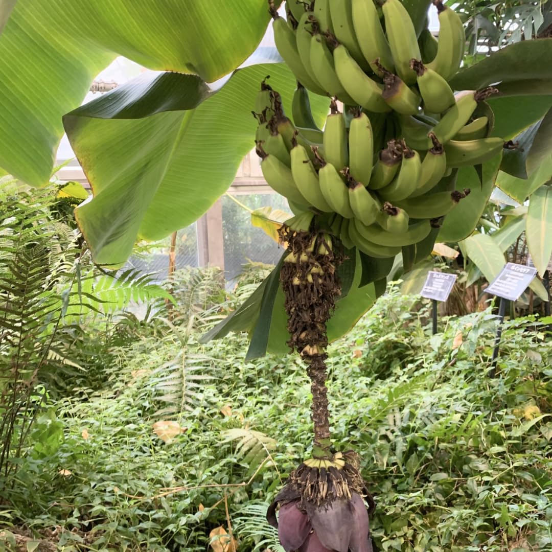 Grand Nain Banana Plants Live for Planting, Banana Trees Live Plants from 4 to 6 Inc Tall, 1 Plant