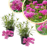 4 Milkweed Plants Live, Pink Butterfly Milkweed Asclepias Tuberosa Perennial Wildflowers Swamp Common Bush, 5-9" in Tall, No Pot