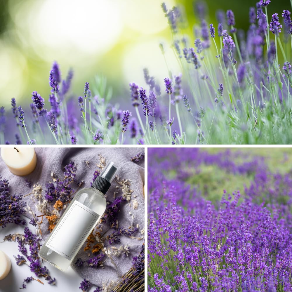 Lavender Plant Live, Lavender Plants Live Outdoor, Purple Blooming Perennial Herb, 4-7 inches Tall in 4 inch Pot for Growing