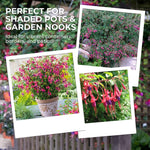 2 Fuchsia Live Plants, 5-9 Inches Tall, Trailing Flowering Fuchsia Plants Live Indoor Outdoor, Pink Purple Blooms