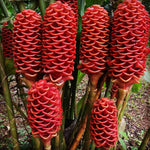 5 Zingiber Zerumbet Awapuhi Shampoo Ginger Roots, Red Pinecone Ginger Rhizomes for Outdoor Planting