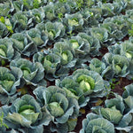 Pack 2 Cabbage Plants Live, Vegetable Plant Outdoor Garden, 3 to 5 Inch Tall, Ready to Grow