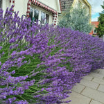 2 Lavender Plants Live Indoors, 4-8" Tall, Lavandula Perennial Flower Plants for Planting Outdoors Home Garden (Phenomenal Lavender)