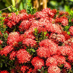 2 Red Ixora Live Plants, Well-Rooted Flowering Ixora Shrub Seedlings, 4-9” Tall, Tropical Ixora Bush for Indoor or Outdoor Garden
