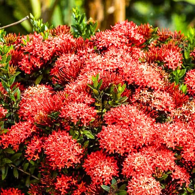 2 Red Ixora Live Plants, Well-Rooted Flowering Ixora Shrub Seedlings, 4-9” Tall, Tropical Ixora Bush for Indoor or Outdoor Garden