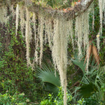 Spanish Moss Plant Live, Tillandsia Air Plants, Spanish Moss Clump 10" Tall, Air Plant Decoration for Terrariums, Trees and Home Decoration