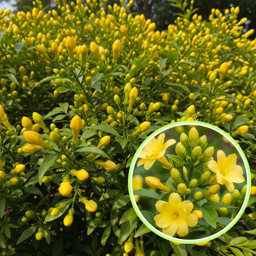 2 Carolina Jasmine Plants Live, Climbing Jasmine Indoor Outdoor Live, Fragrant, 5-9" in Tall, No Pot, Hardy and Fast-Growing
