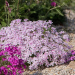 Pink White Creeping Phlox Live Plants 5-9 Inc Tall, Candy Stripe Creeping Phlox Plants, Starter Plant Well-Rooted