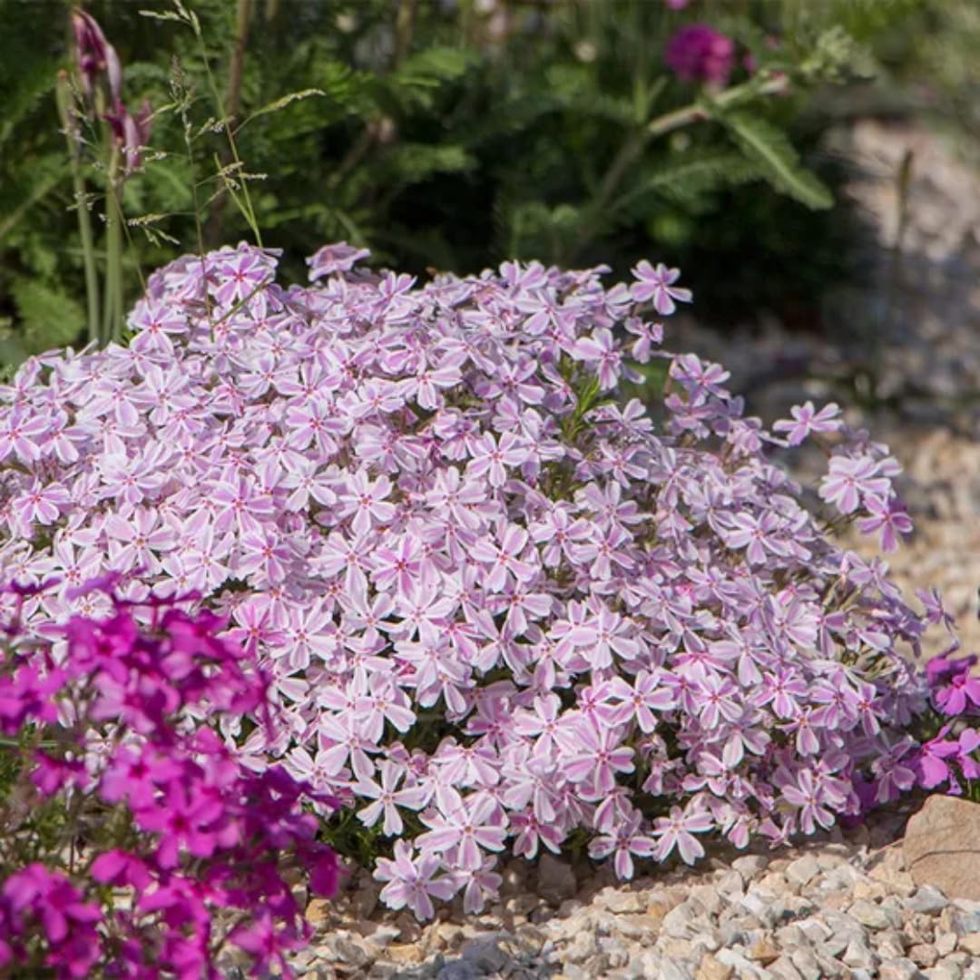 Pink White Creeping Phlox Live Plants 5-9 Inc Tall, Candy Stripe Creeping Phlox Plants, Starter Plant Well-Rooted