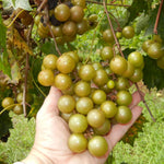 2 Bronze Grape Vines, 5-9 Inch Height, Cold Hardy Grape Plants Live Well-Rooted for Landscaping, Sweet Fruit Variety