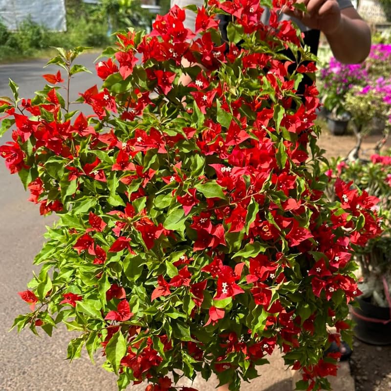 2 Red Bougainvillea Plants Live, Flowering Bougainvillea Vine for Outdoor Garden or Trellis, 5-9 Inch Tall, Very Hardy