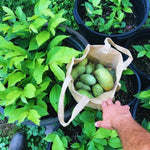 Pawpaw Trees Live Plants Bare Roots, Paw Paw Plant for Growing, 6 to 12 Inches Tall, Pawpaw Plant