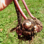 Hardy Gladiolus Bulbs, 10 Mix Gladiolus Bulbs for Spring Planting, Large Bulb, Easy to Plant
