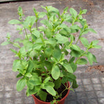2 Stevia Live Plants, Stevia Plant Live for Planting Indoor Outdoor, Herb Plant Live Well Rooted Indoor Outdoor