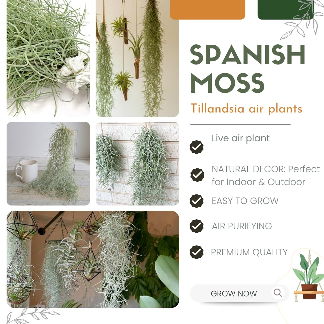 Air Plants Spanish Moss, Tillandsia Air Plant Live, Clump 10" Long, Air Purifying Plants Indoor for Terrarium, Hanging Basket, and Home Decoration