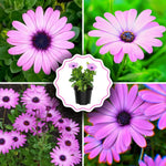2 Osteospermum Plants Live, Pink African Daisy Flower Plants 4 Inc Potted, 2 Plants per Pot Garden Annual Flowering Plant Live
