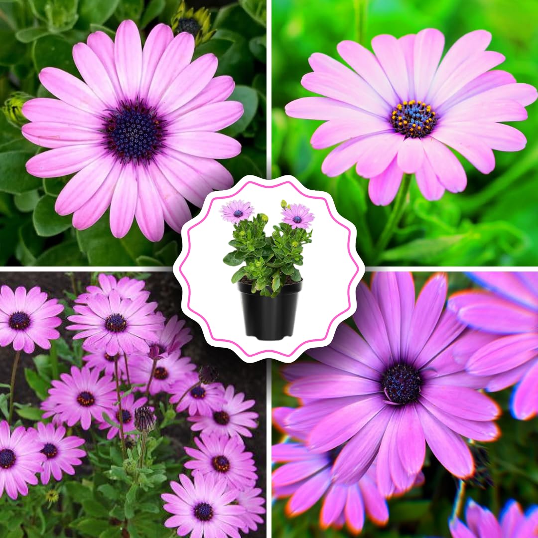2 Osteospermum Plants Live, Pink African Daisy Flower Plants 4 Inc Potted, 2 Plants per Pot Garden Annual Flowering Plant Live