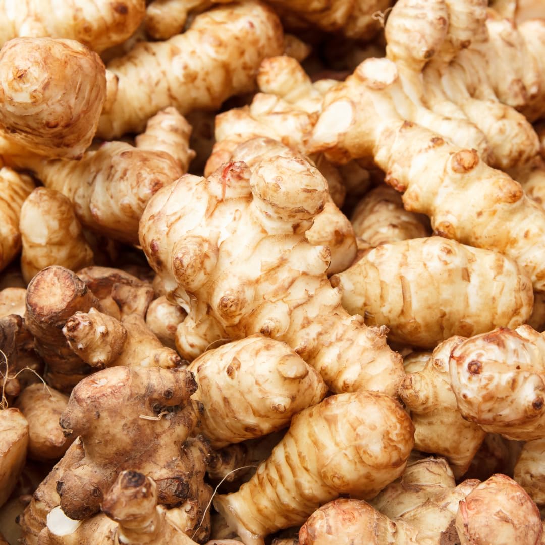 3 Large Live Jerusalem Artichoke Tubers Sunchokes Sunroots Fresh Rhizomes for Outdoor Planting, Winter Hardy, High Yield