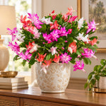 2PPP Random Christmas Cactus Live Plant, Holiday Flowering, 3 Inches Pot