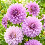 Lavender Dahlia Clump, Soft Purple Blooms, Summer Flowering Perennial, Dahlia Flowers for Indoor Outdoor Growing