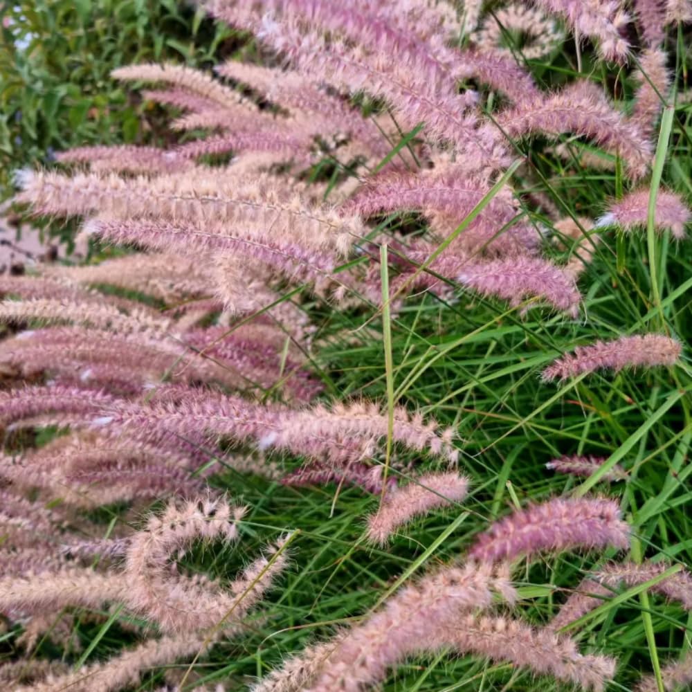 Pack 2 Fountain Grass Plants Live, Ornamental Grasses Live Plants Perennial Potted Plants Ready to Grow, 5-9 Inch Height (Rose Fountain Grass)