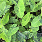 Combo 2 Black Green Colocasia Live Plants, 5 to 8" in Tall, Elephant Ear Esculenta Taro Alocasia Live Plant for Planting, Live House Plant Colocasia