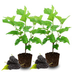 Set 2 Mulberry Trees Plants 5 to 8 Inch Height, Sweet Mulberry Plants Live for Planting, Mulberries Fruit to Grow Outdoor, No Pot (Dwarf Everbearing Mulberry)