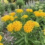 3 Yellow Milkweed Plant Live, Asclepias Tuberosa Butterfly Bush, 4-8"