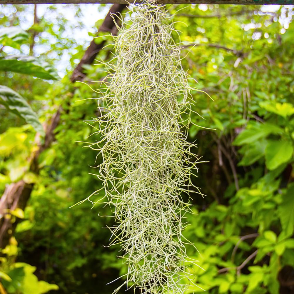 Spanish Moss Plant Live, Tillandsia Air Plants, Spanish Moss Clump 10" Tall, Air Plant Decoration for Terrariums, Trees and Home Decoration