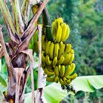 Basjoo Banana Plants Live for Planting, Banana Trees Live Plants from 4 to 6 Inc Tall, 1 Plant