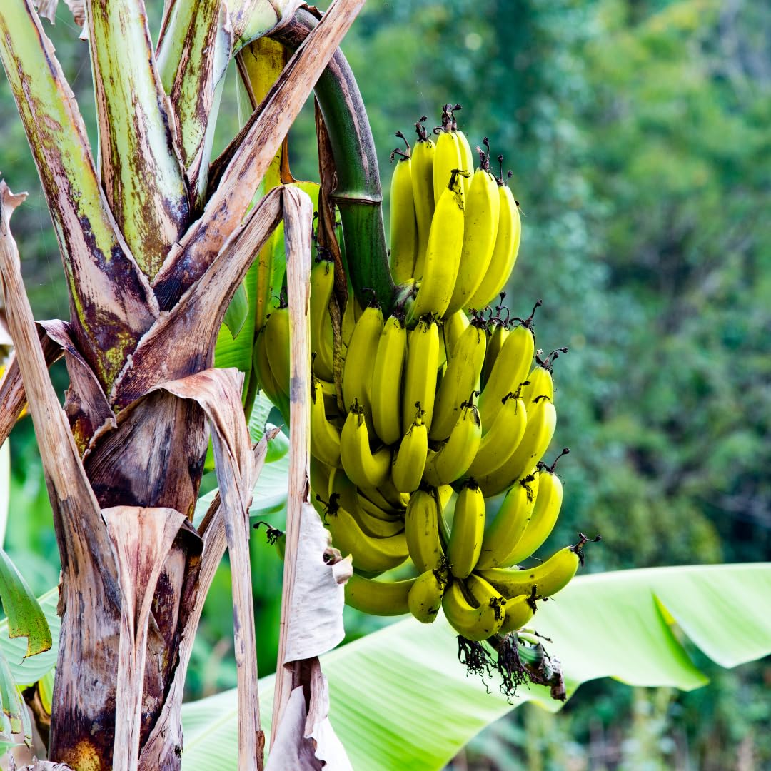 Banana Trees Live Plants from 4 to 6 Inc Long, Cavendish Banana Plants Live for Planting Gardening Outdoor Indoor