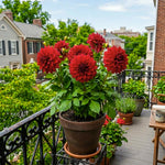 Red Dahlia Tuber, Vibrant Red Blooms, Summer Flowering Perennial, Dahlia Flowers for Indoor Outdoor Growing