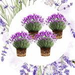 Pack 4 Lavender Plants Live, Lavandula Perennial Plants, 4-8" Height, Fragrant Perennial Flowers, No Pot (Spanish Lavender)