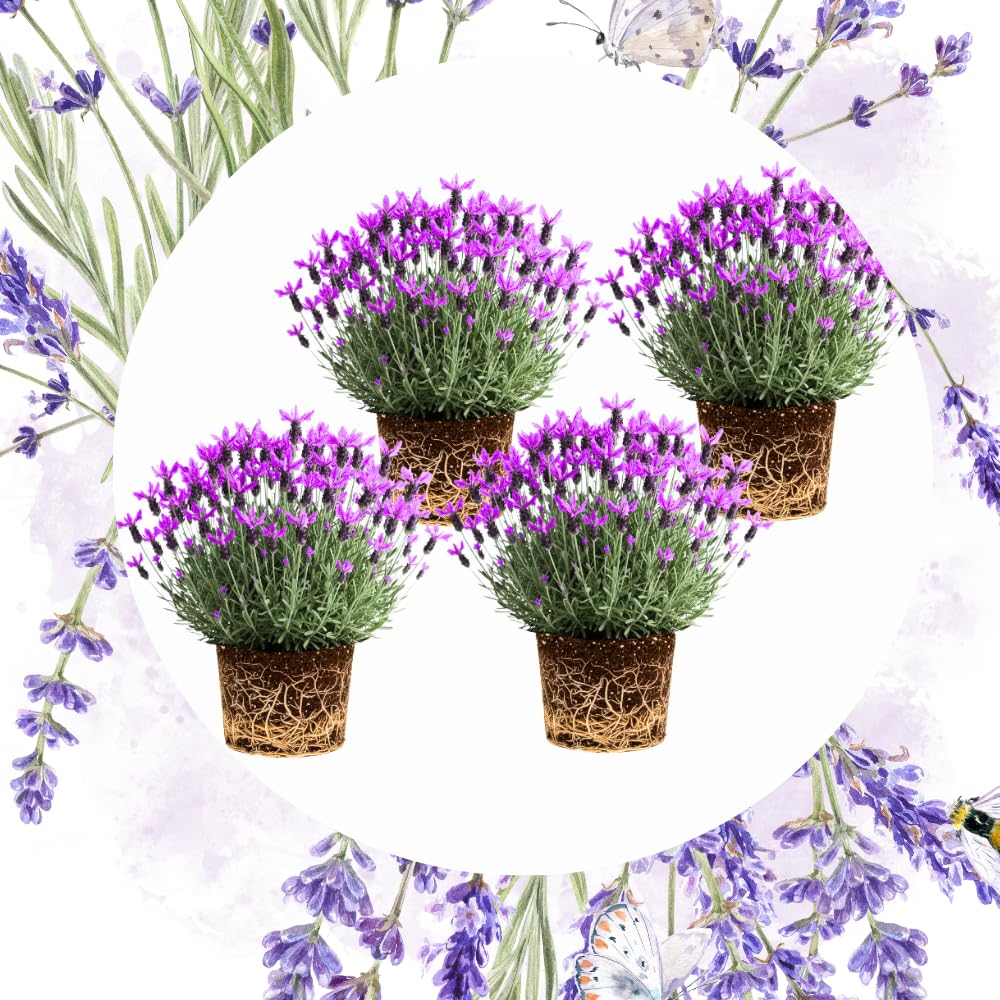 Pack 4 Lavender Plants Live, Lavandula Perennial Plants, 4-8" Height, Fragrant Perennial Flowers, No Pot (Spanish Lavender)