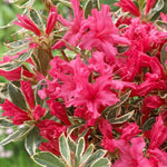 2 Azalea Plants Live 5-9" in Tall, Silver Rhododendron Tree Live Plants Like, Established Root, Vibrant Bloom, Red Variegated