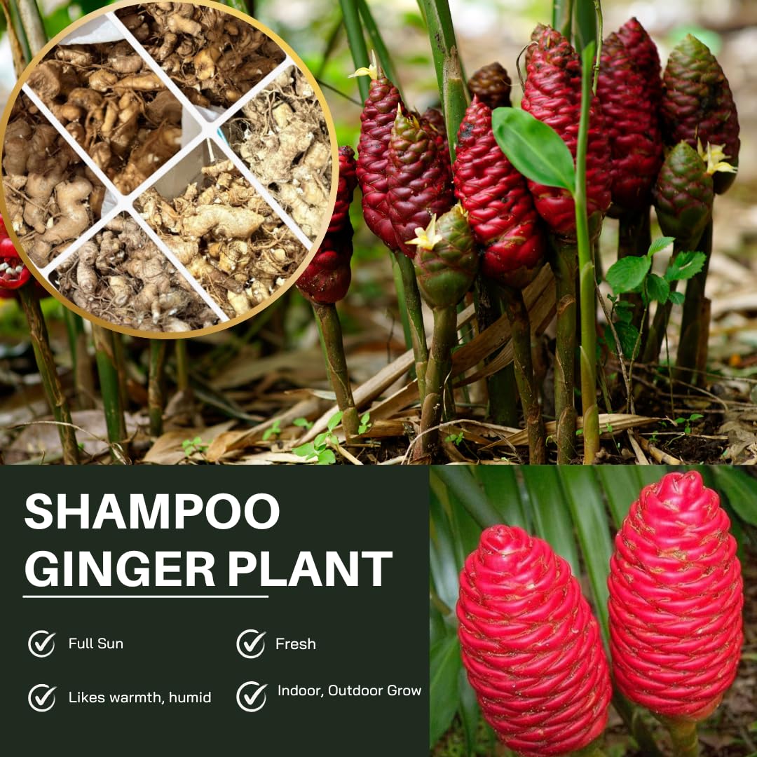 5 Awapuhi Red Ginger Rhizomes, Shampoo Ginger Live Plant Rhizomes, Fresh Roots, Zingiber Zerumbet Hawaiian Ginger Lily for Planting, Pinecone