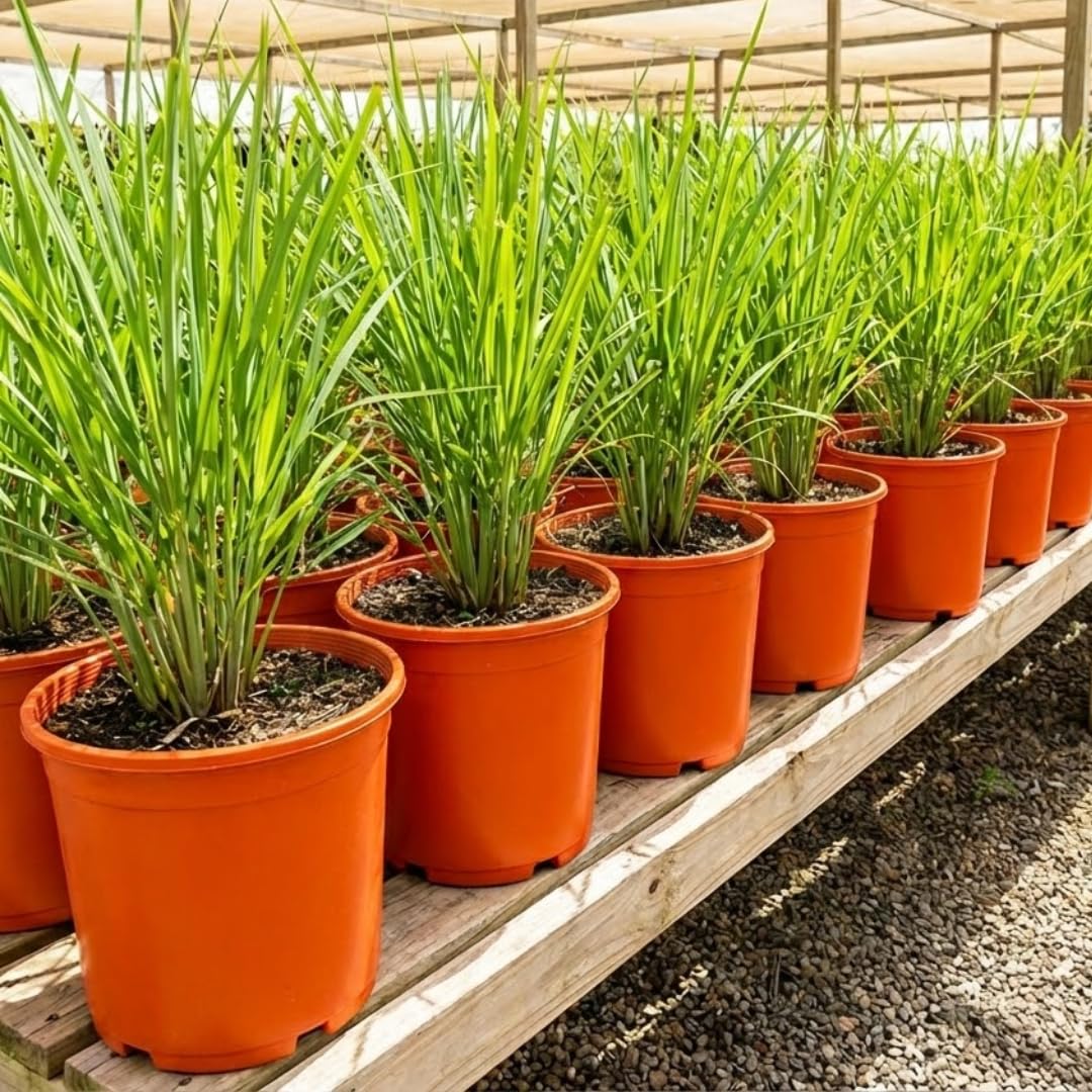 Pack 2 Fresh Stalks Lemongrass Plant Live Well-Rooted, Lemon Grass Plants for Outside, Lemon Grass Fresh, Lemongrass Stalk for Planting Herb