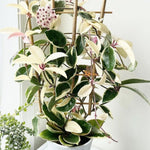 Set 2 Hoya Live Plants, Combo Hoya Tricolor Carnosa and Hoya Kerri Heart Plant, 4 to 8 Inches, Hoya Flower Plant, Variegated Hoya