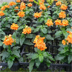 Set 4 of Orange Crossandra Plants Live from 4 Inc Tall in 4'' Potted, Live Crossandra Plants Garden