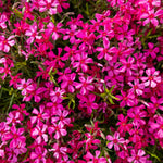 Pack 3 Creeping Phlox Plants Live, 5-9 Inches, Perennial Creeping Phlox Ground Cover Outdoor Garden (Red)