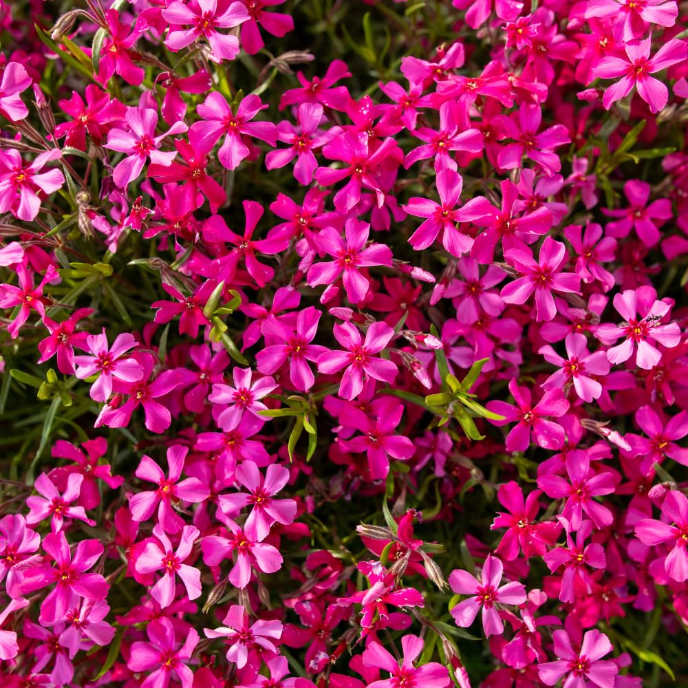Set 2 Creeping Phlox Live Plants, Perennial Phlox Flower Ground Cover Plant, Hardy Creeping Phlox 5-8 Inches (Red)