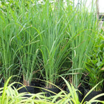 2 Lemon Grass Live Plants in 4" Pot, Lemongrass Plants for Outside Planting, Indoor Outdoor Herb, 5-10" Tall Starter Plant