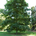 Set 2 Pecan Nut Trees Live Plants, Pecan Bare Roots for Planting 12 to 16 Inch Tall, Winter Dormant