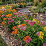 3 Mix Milkweed Plant Live, Asclepias Tuberosa Butterfly Bush, 4-8"