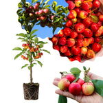 Red Crabapple Plant Live, Apple Tree 6-10'' Tall, Crabapple Bush Live, Crabapples Tree for Outdoor Landscape