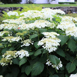 Hydrangea Plant Live, Reblooming Hydrangea Flowers Well-Rooted, Hardy Bush Shrub, 5-9" Tall, Vibrant Shades (White Hydrangea)