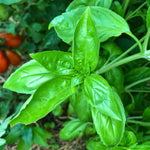 1 Pot Basil Plant Live, Sweet Basil Live Plant, 2 Plants Per Pot, 4-6” Tall Fragrant Herb Plant