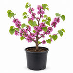 Eastern Redbud Tree Live Plant 6-10 Inches, Red Bud Tree Seedling, Ready to Grow Outdoor Garden, Dormant Redbuds