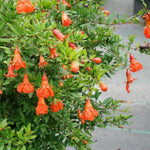Salavatski Pomegranate Tree Live Plant, Hardy Pomegranate Fruit Tree for Outdoor Indoor Planting, Sweet Pomegranate Plant, Well-Rooted, 4 Inches Pot Plant, 7-10 Inches Tall