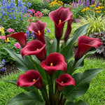Calla Lily Bulbs for Planting, Calla Lily Bulbs, Vibrant Summer Blooming Flowers for Garden and Patio Planting (Red Calla Lily Bulbs (Set 3))